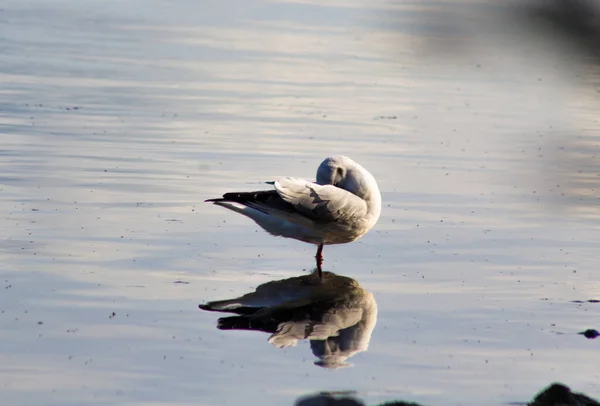 Mouette Tête Noire Debout Dans Eau — Photo