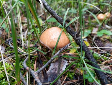 Genç petrolcü mantarı çam ormanında