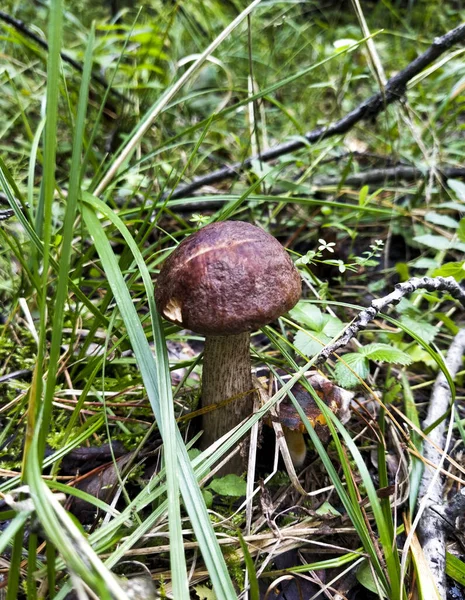 Cogumelo Boleto Floresta — Fotografia de Stock