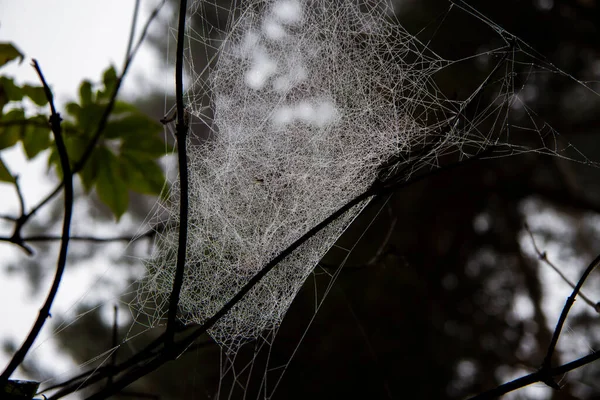 Spider Web Drop Row Morning — Stock fotografie