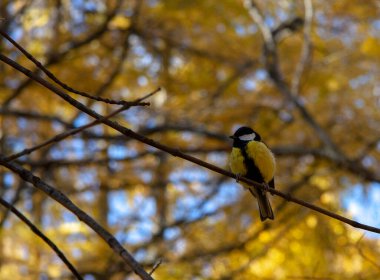 Common tit on a branch in the forest