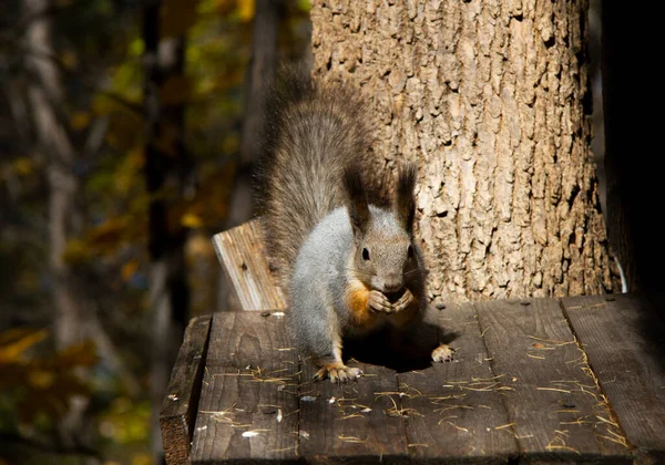 Squirrel Autumn Forest — Stock Photo, Image