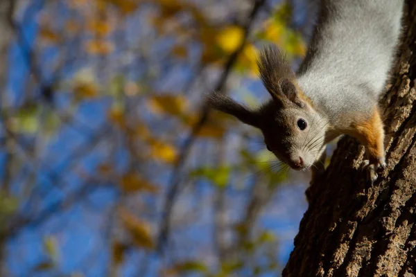 Esquilo Floresta Outono — Fotografia de Stock