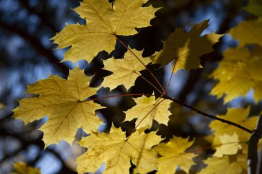 Sarı akçaağaç yaprakları güneşte