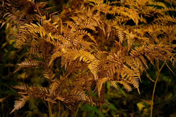 Gelber Farn Blättert Herbst Wald — Stockfoto