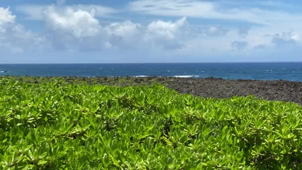 Kameny Rostliny Mysu Zanpa Letní Slunné Nebe Moře Okinawa Turistická — Stock video