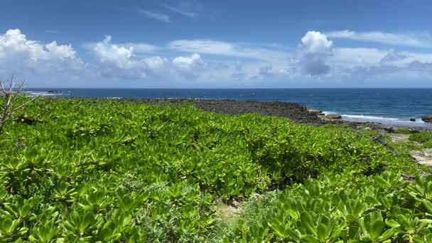 Kameny Rostliny Mysu Zanpa Letní Slunné Nebe Moře Okinawa Turistická — Stock video