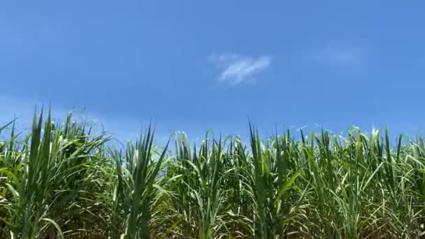 Sockerrör Löv Gungar Sommaren Blå Himmel Moln Och Vind Okinawa — Stockvideo