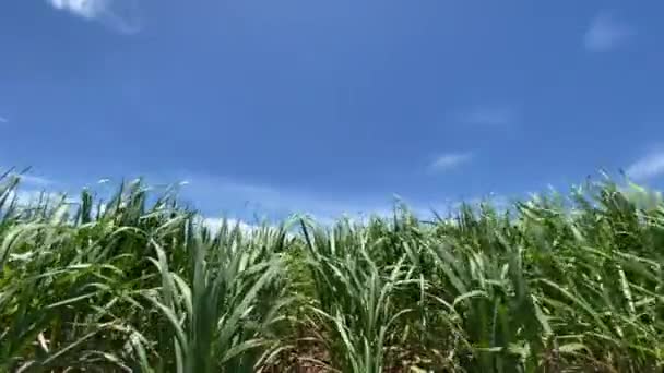 Hojas Caña Azúcar Balanceándose Cielo Azul Del Verano Nubes Viento — Vídeo de stock