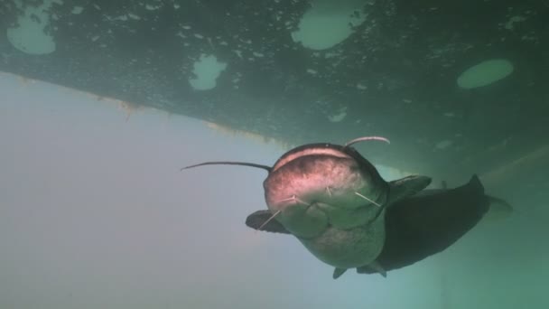 Rencontre étroite avec Wels Catfish, clip sous-marin 