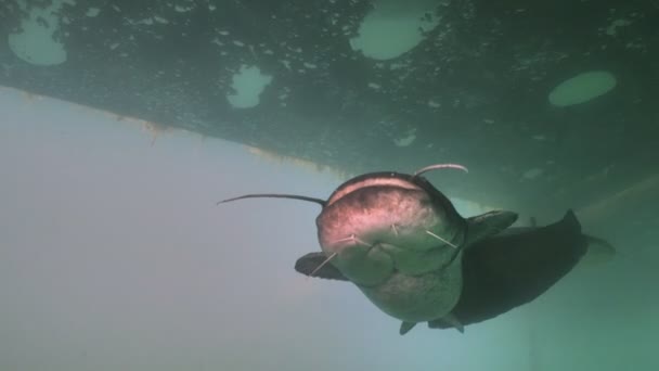 Närkontakt Med Wels Catfish Underwater Klipp — Stockvideo