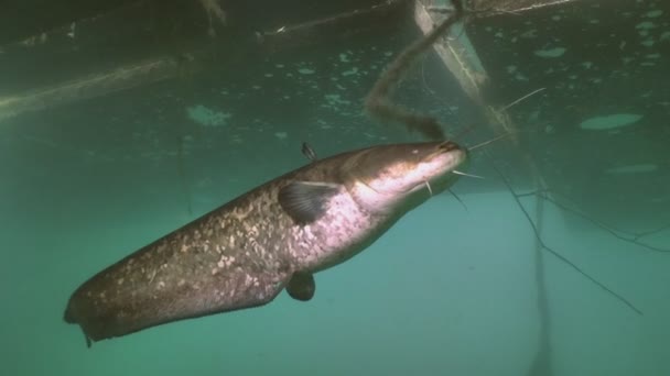 Wels Catfish Bajo Clip Agua — Vídeo de stock