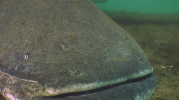 Γιγάντιο Γατόψαρο Wels Κολυμπά Κάτω Από Νερό Κλιπ — Αρχείο Βίντεο