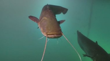 iki büyük yayın balığı, ateş su altında