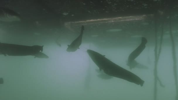 Enorme Grupo Wels Catfish Lago Tiro Subaquático — Vídeo de Stock