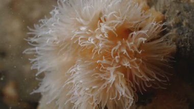 Baltık Denizi, Danimarka deniz Anemone klibin su altında yakın çekim