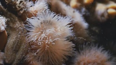 Close up under water shot of Sea Anemone, Denmark, Baltic Sea