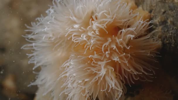 Nahaufnahme Unter Wasserklammer Einer Seeanemone Der Ostsee Dänemark — Stockvideo