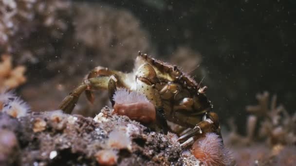 Crabe Assis Nourrit Côté Quelques Anémones Mer Peu Profond Danemark — Video