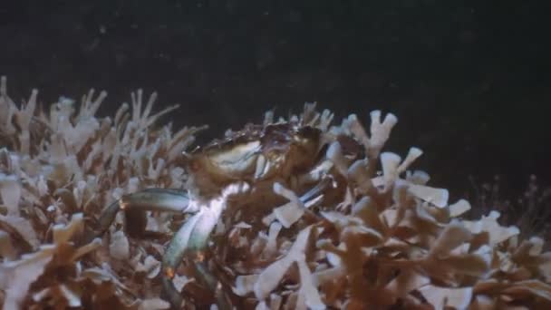 Cangrejo Mueve Sobre Arrecife Mar Báltico Dinamarca Bajo Agua — Vídeo de stock