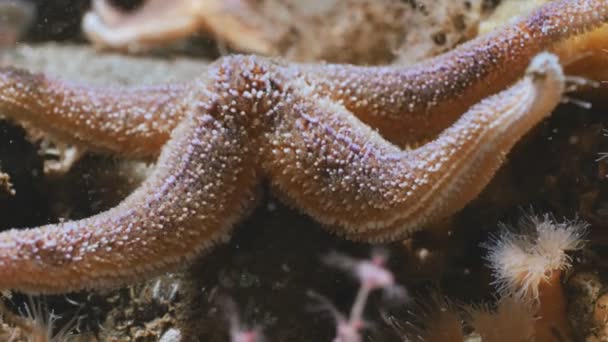 Nahaufnahme Von Seesternen Ostsee Riff Dänemark Unter Wasser — Stockvideo