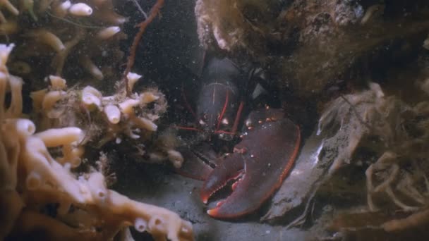 Homard Européen Dans Récif Tir Sous Marin Zélande Mer Nord — Video