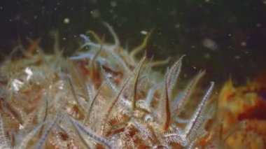 Zeeland, Hollanda ' tan yıldız balıklar su ateş altında koloninin yakın çekim