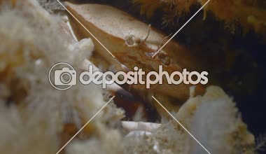 Ateş su altında saklandığı yer, Zeeland, Hollanda, dinlenme yengeç yakın çekim