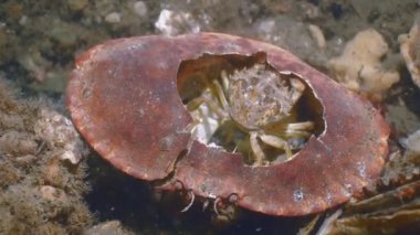 Bir büyük bir, Zeeland, Hollanda, sualtı çekim küçük Yengeç yiyen