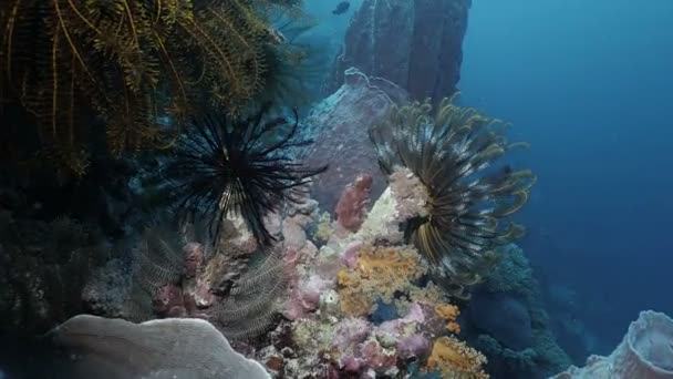 Dva Starfishes Peří Indonéské Zdi Útesu Pod Vodou Zastřelil — Stock video