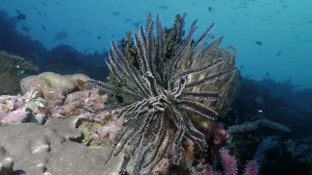 Plume Étoile Mer Dans Paysage Récifal Corallien Indonésie — Video