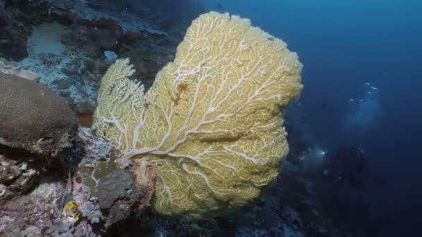 巨大的珊瑚海扇和水肺潜水员在印度尼西亚礁 水下拍摄 — 图库视频影像