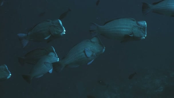 Schooling Humphead Parrot Fishes Indonesia — Stock Video