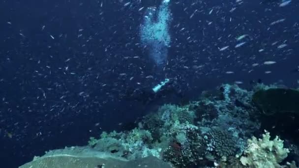 Scuba Diver Surrounded Schooling Fishes Coral Reef Water Wide Shot — Stok video