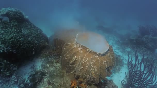 サンゴ礁の風景 インドネシアでスポンジ つ産卵に近づく — ストック動画