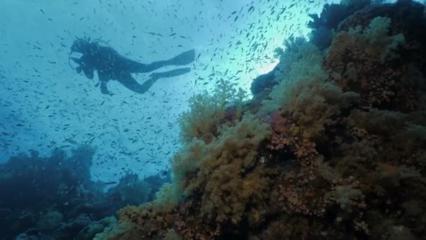 Scuba Diver Colorful Coral Reef Low Angle Shot Indonesia — Stock Video