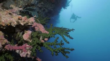 Scuba diver güzel mercan duvar, Endonezya yüzüyor