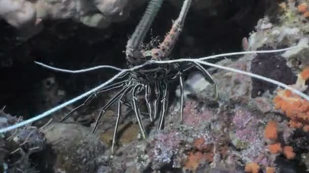 Spiny Lobster Coral Reef Indonezja — Wideo stockowe