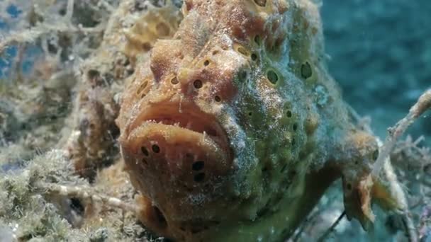 Vizet Közel Portréja Pihenő Narancssárga Frogfish Indonézia — Stock videók