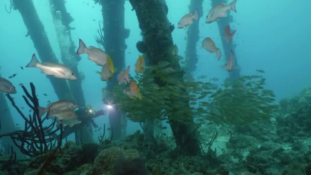 Τεράστια Σχολή Τροπικά Ψάρια Στο Αλάτι Προβλήτα Καραϊβική Θάλασσα Μποναίρ — Αρχείο Βίντεο