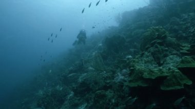 Mercan, sualtı geniş atış, Karayip Denizi, Bonaire, Scuba diver