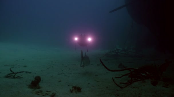 スキューバ ダイバーは水 カリブ海 ボネール島の下の船の難破船でターポンを映画します — ストック動画