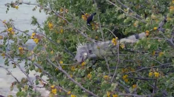 Ağaç Karayip Denizi Bonaire Üzerinde Oturan Yaprakları Iguna Kertenkele Beslenir — Stok video