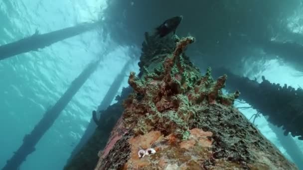 Jonkvrouw Vis Onder Pier Onder Water Geschoten Bonaire — Stockvideo