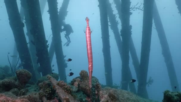 水中撮影 カリブ海 ボネール島の塩 Pierrs 柱の間トランペット魚 — ストック動画