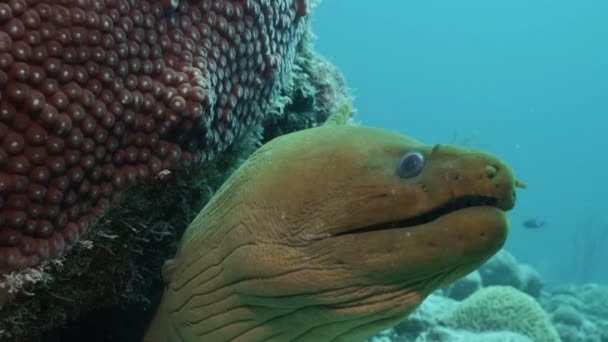 Retrato Anguila Moray Verde Mar Caribe Bonaire — Vídeos de Stock
