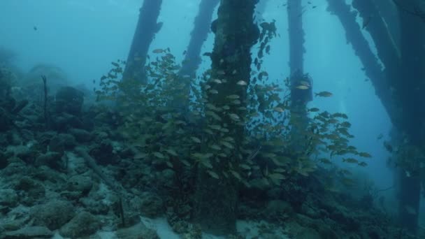 Schwärmen Tropischer Fische Unter Pier Struktur Unterwasser Weitschuss Salzpier Bonaire — Stockvideo