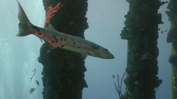Πυροβόλησε Μεγάλη Barracuda Πετονιά Κάτω Από Νερό Αλάτι Προβλήτα Μπονέρ — Αρχείο Βίντεο