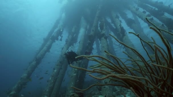 Płetwonurek Przed Filarów Piers Pod Wodą Szerokie Strzał Morze Karaibskie — Wideo stockowe