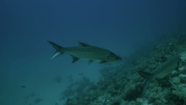 Grupo Tarpons Nadar Parede Recife Coral Mar Caribe Bonaire — Vídeo de Stock
